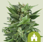 Preview: iGrowCan Automatic - Royal Kush